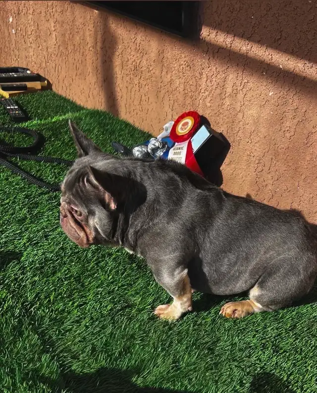 french bull dog puppies - Photo 3