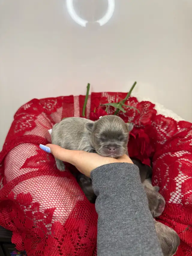 french bull dog puppies - Photo 4