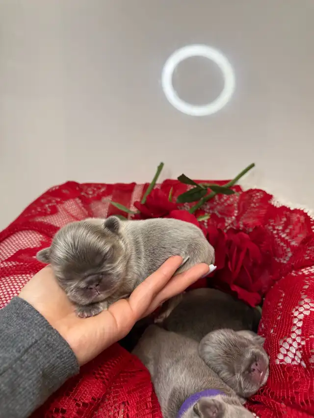 french bull dog puppies - Photo 5