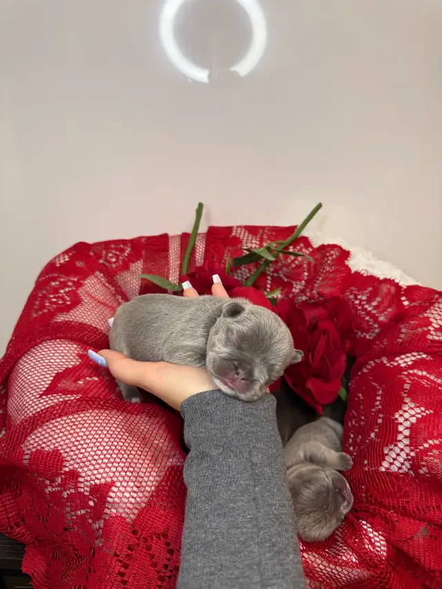 french bull dog puppies - Photo 6