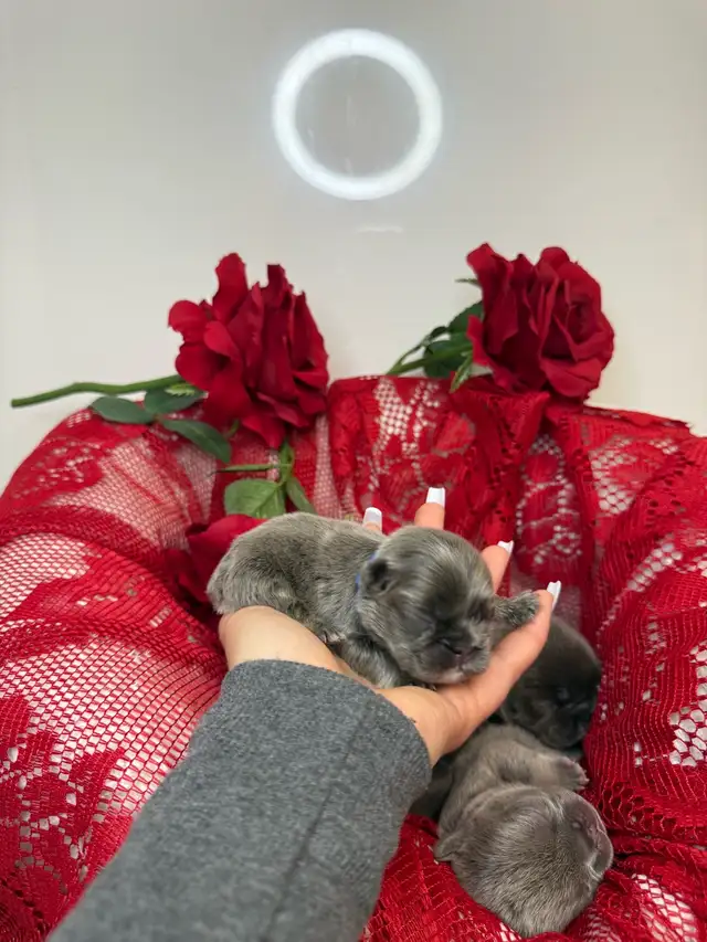 french bull dog puppies - Photo 7
