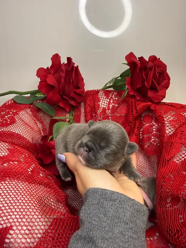 french bull dog puppies - Photo 8