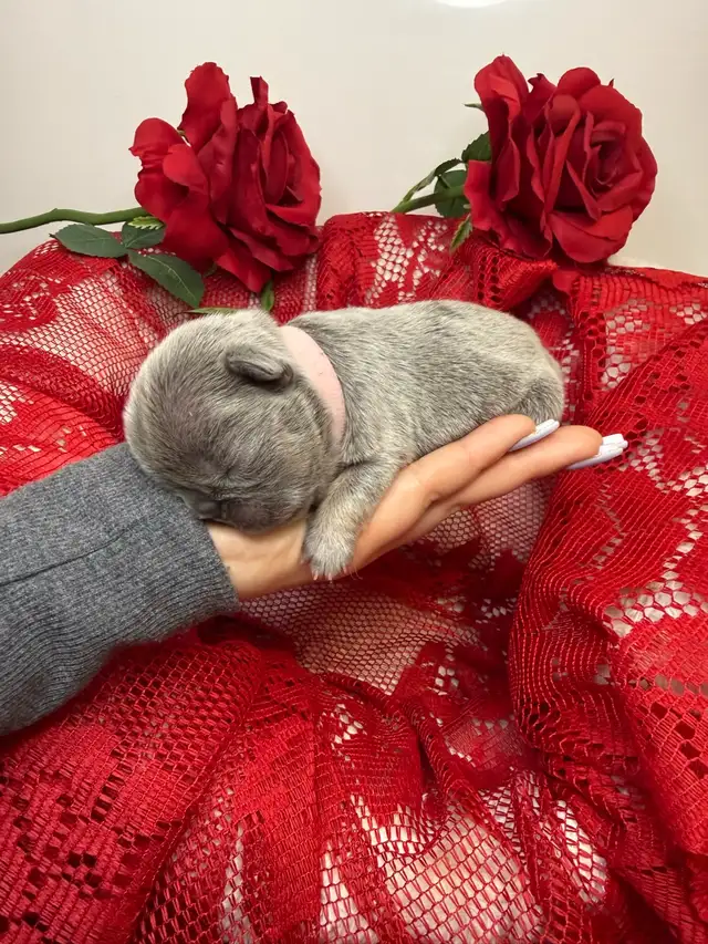 french bull dog puppies - Photo 9