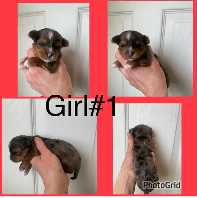 Yorkshire Terriers Puppies (Yorkies)