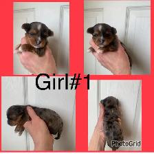 Yorkshire Terriers Puppies (Yorkies)