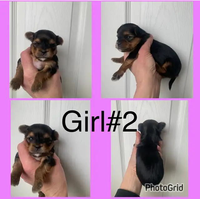 Yorkshire Terriers Puppies (Yorkies) - Photo 2