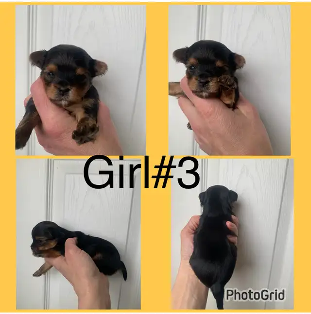 Yorkshire Terriers Puppies (Yorkies) - Photo 3
