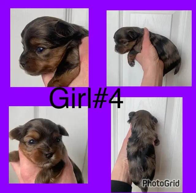 Yorkshire Terriers Puppies (Yorkies) - Photo 4