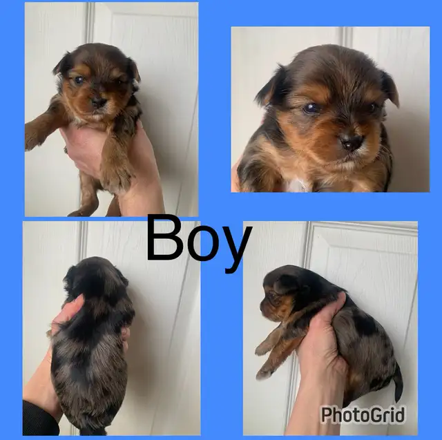 Yorkshire Terriers Puppies (Yorkies) - Photo 5