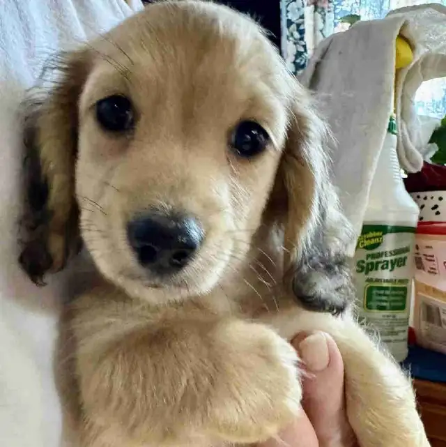 READY NOW - QUALITY BRED MINI LONGHAIR DACHSHUNDS