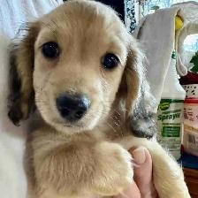 READY NOW - QUALITY BRED MINI LONGHAIR DACHSHUNDS