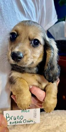 READY NOW - QUALITY BRED MINI LONGHAIR DACHSHUNDS - Photo 2