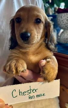 READY NOW - QUALITY BRED MINI LONGHAIR DACHSHUNDS - Photo 3