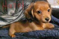 READY NOW - QUALITY BRED MINI LONGHAIR DACHSHUNDS - Photo 4