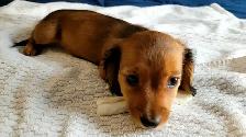 READY NOW - QUALITY BRED MINI LONGHAIR DACHSHUNDS - Photo 5