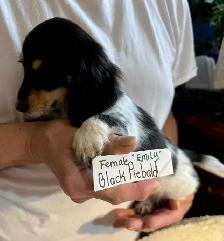 READY NOW - QUALITY BRED MINI LONGHAIR DACHSHUNDS - Photo 6