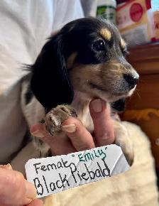 READY NOW - QUALITY BRED MINI LONGHAIR DACHSHUNDS - Photo 7