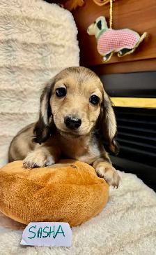 READY NOW - QUALITY BRED MINI LONGHAIR DACHSHUNDS - Photo 8