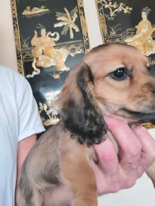 READY NOW - QUALITY BRED MINI LONGHAIR DACHSHUNDS - Photo 9