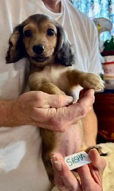 READY NOW - QUALITY BRED MINI LONGHAIR DACHSHUNDS - Photo 10
