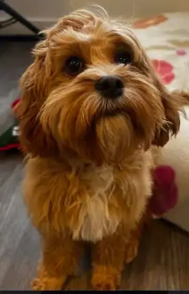 Dog Sitter - Photo 3