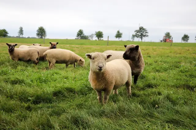 Miniature Babydoll Southdown Lambs