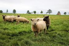 Miniature Babydoll Southdown Lambs