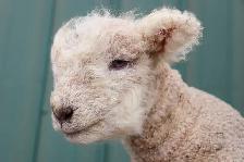 Miniature Babydoll Southdown Lambs - Photo 2