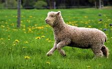 Miniature Babydoll Southdown Lambs - Photo 3