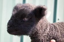 Miniature Babydoll Southdown Lambs - Photo 4