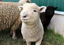 Miniature Babydoll Southdown Lambs - Photo 5