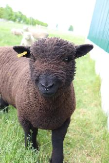 Miniature Babydoll Southdown Lambs - Photo 6