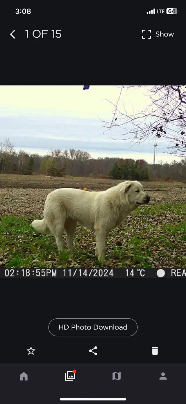 Great Pyrenees