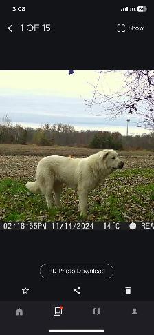 Great Pyrenees