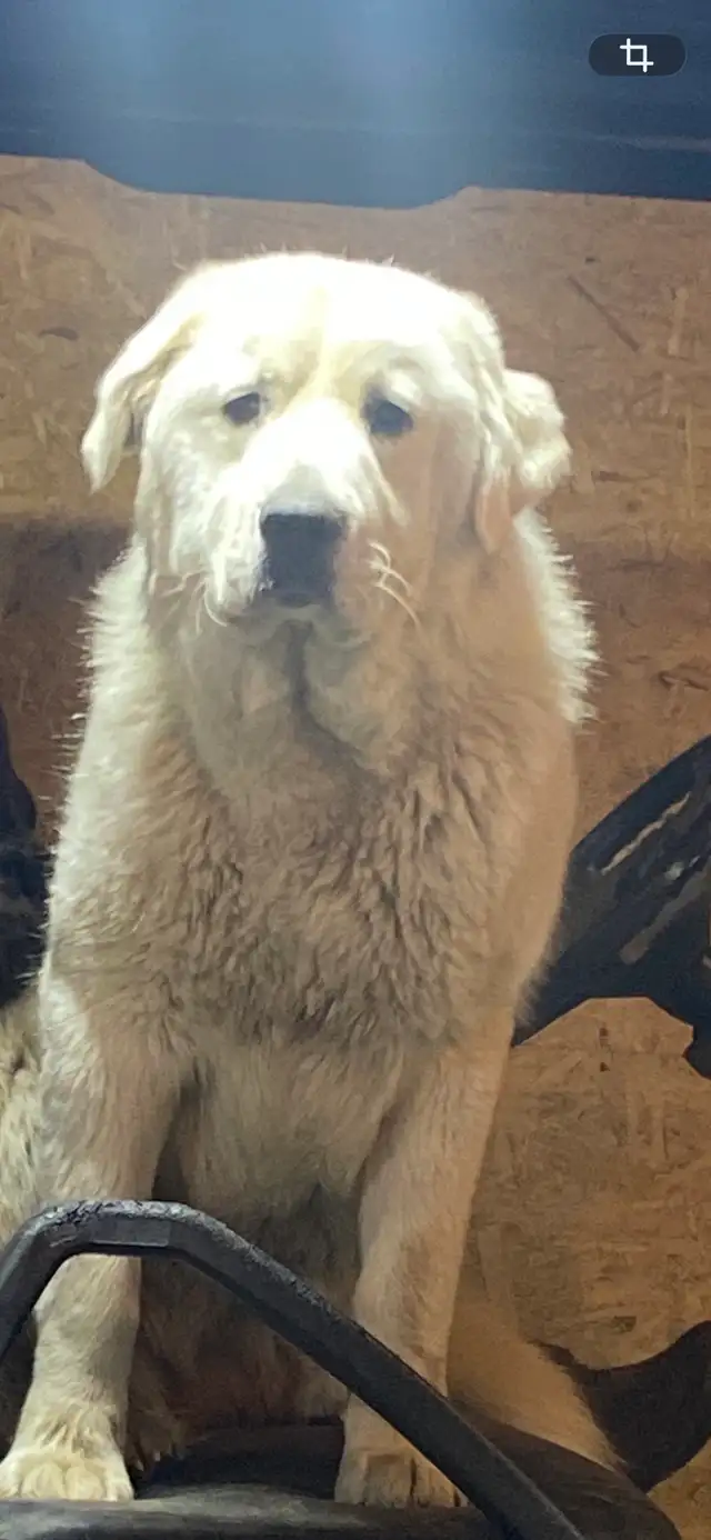Great Pyrenees - Photo 2