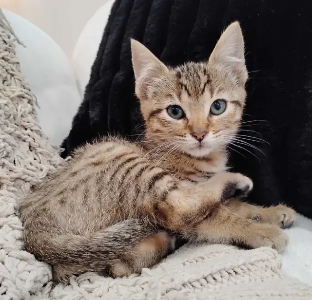 2 chatons Bangel - Photo 3