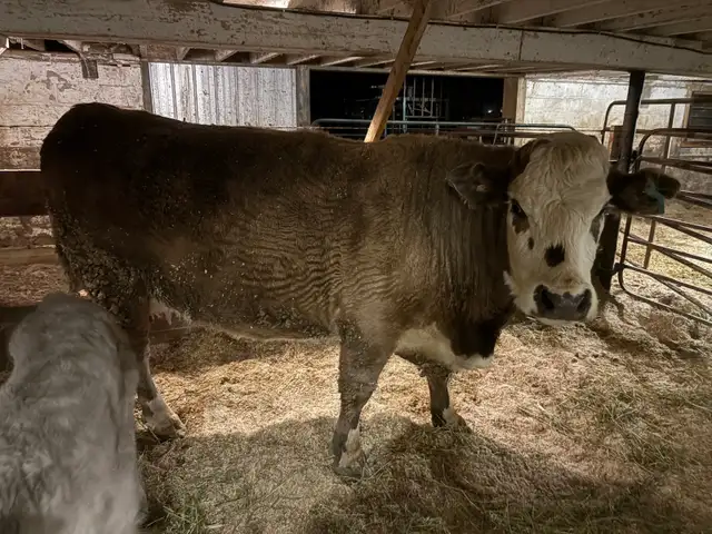 Charolais mix Cow and Bull Calf