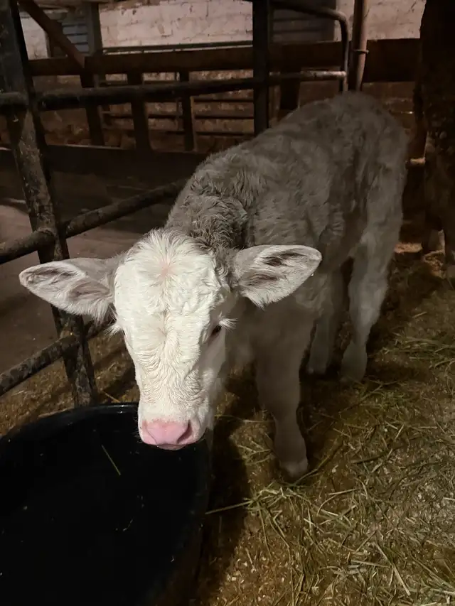 Charolais mix Cow and Bull Calf - Photo 2