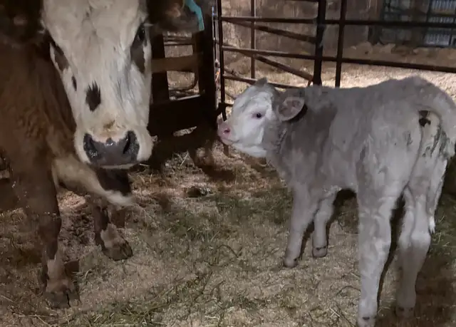 Charolais mix Cow and Bull Calf - Photo 3