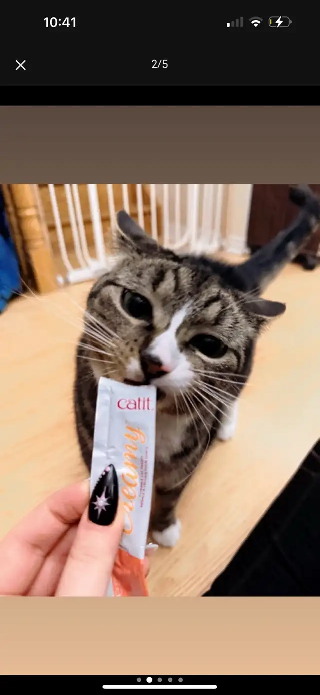 Beautiful Cat For Rehoming✨