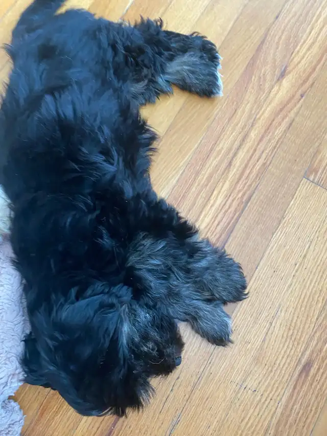 one male morkie puppy