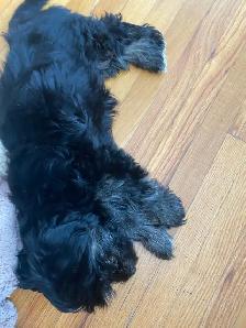 one male morkie puppy