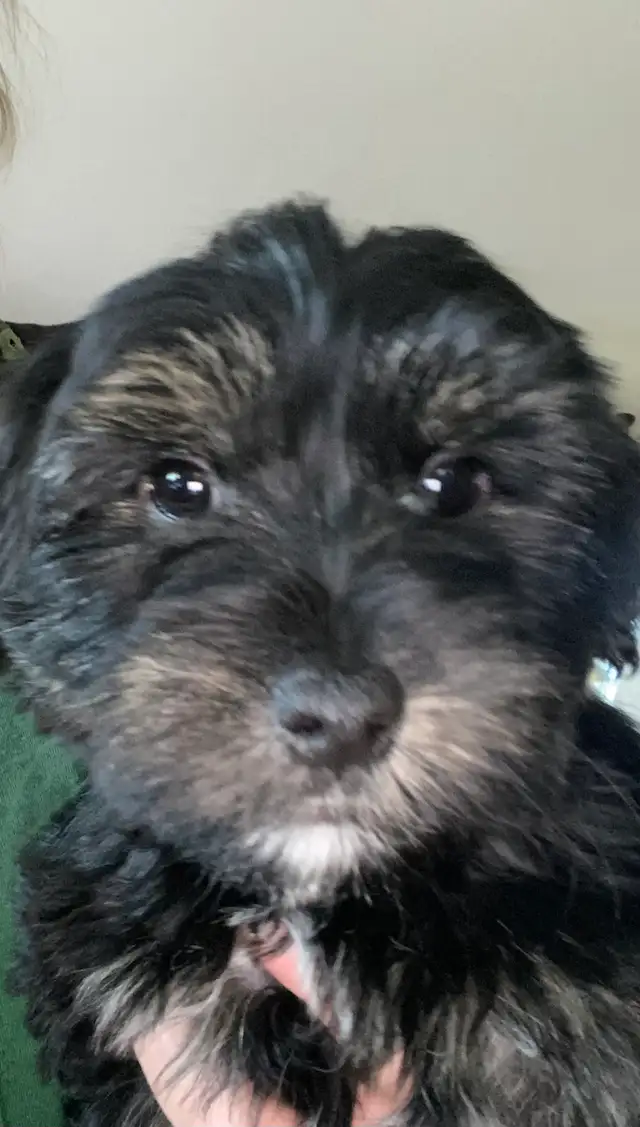 one male morkie puppy - Photo 2