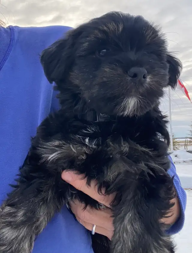 one male morkie puppy - Photo 3