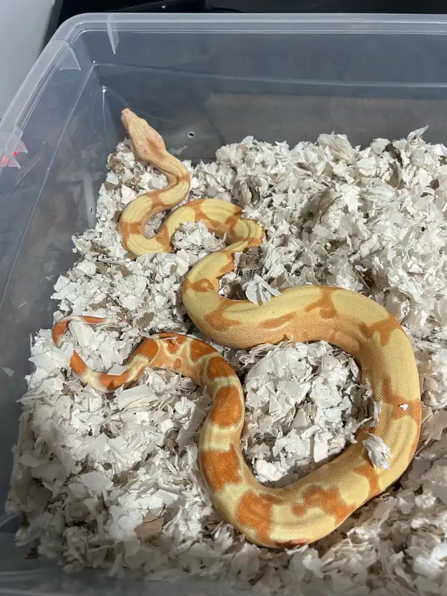boa constrictor sunglow