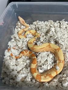 boa constrictor sunglow