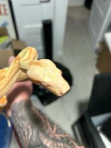 boa constrictor sunglow - Photo 2