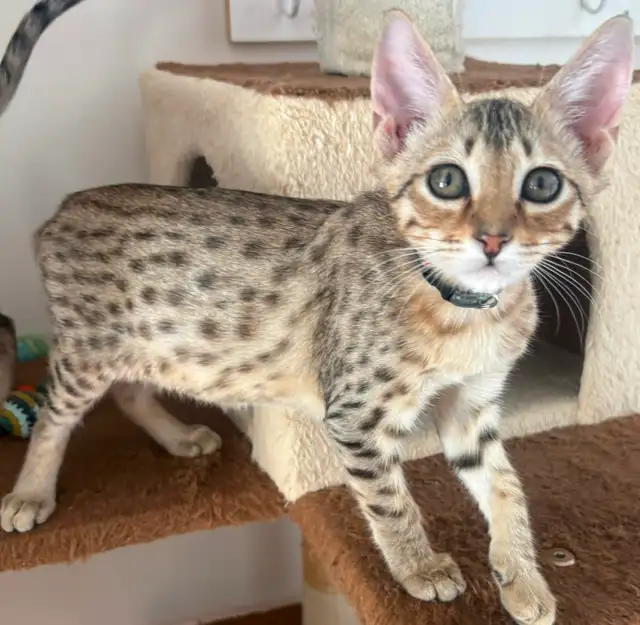 Chaton Savannah F5 mâle golden (c. noir)