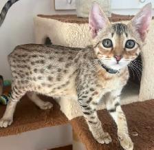 Chaton Savannah F5 mâle golden (c. noir)