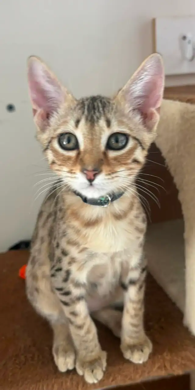 Chaton Savannah F5 mâle golden (c. noir) - Photo 2